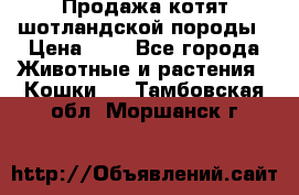 Продажа котят шотландской породы › Цена ­ - - Все города Животные и растения » Кошки   . Тамбовская обл.,Моршанск г.